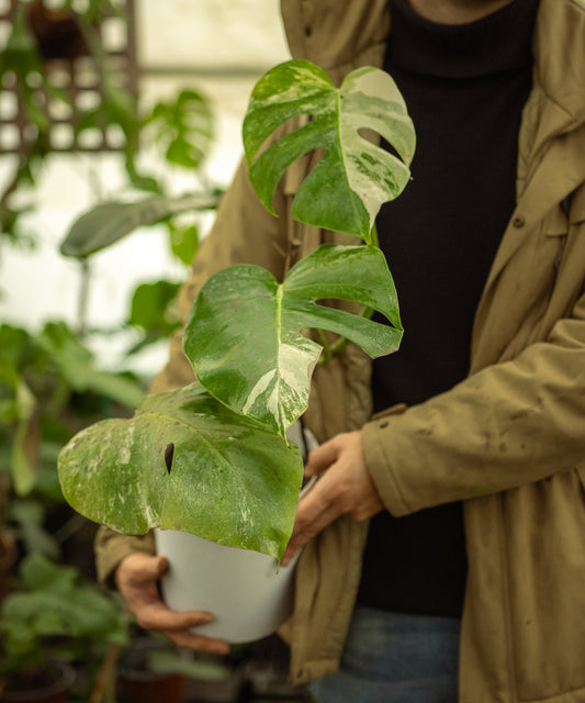 Monstera Variegada