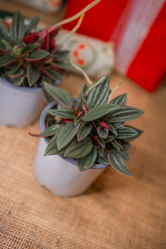 Peperomia Napoli Rosso