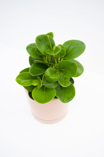 Peperomia obtusifolia