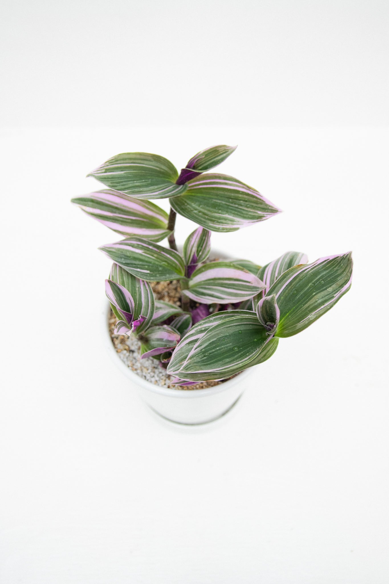 Tradescantia Pink - Kenäz