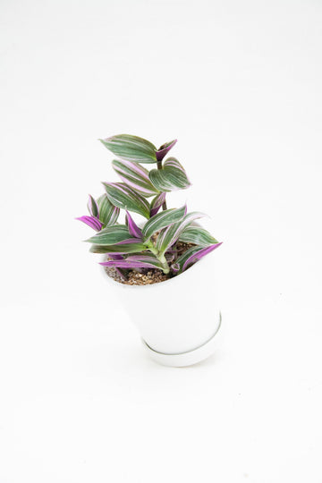 Tradescantia Pink - Kenäz