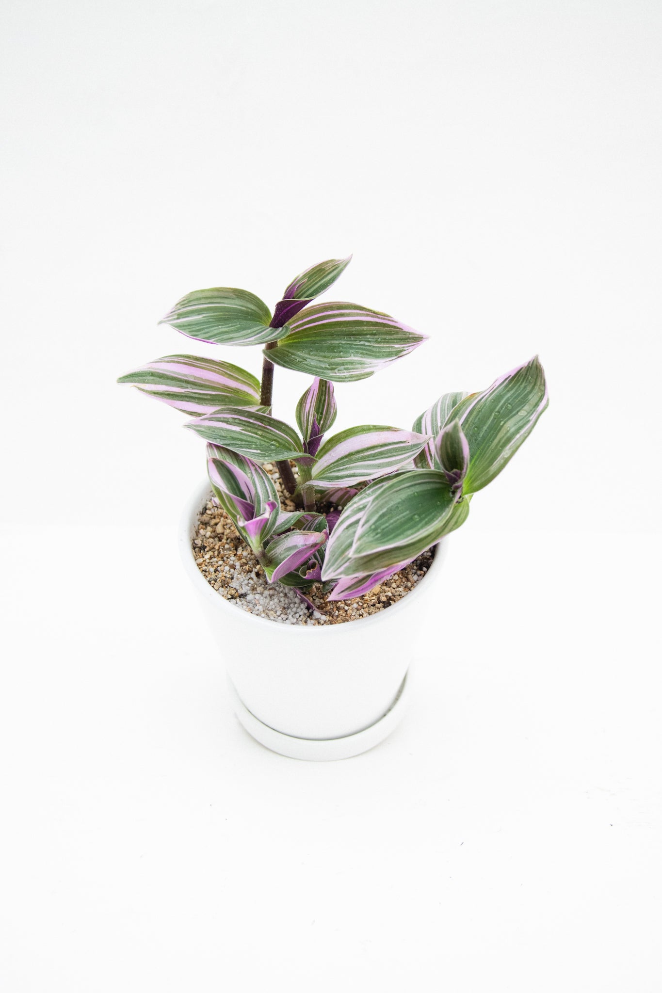 Tradescantia Pink - Kenäz