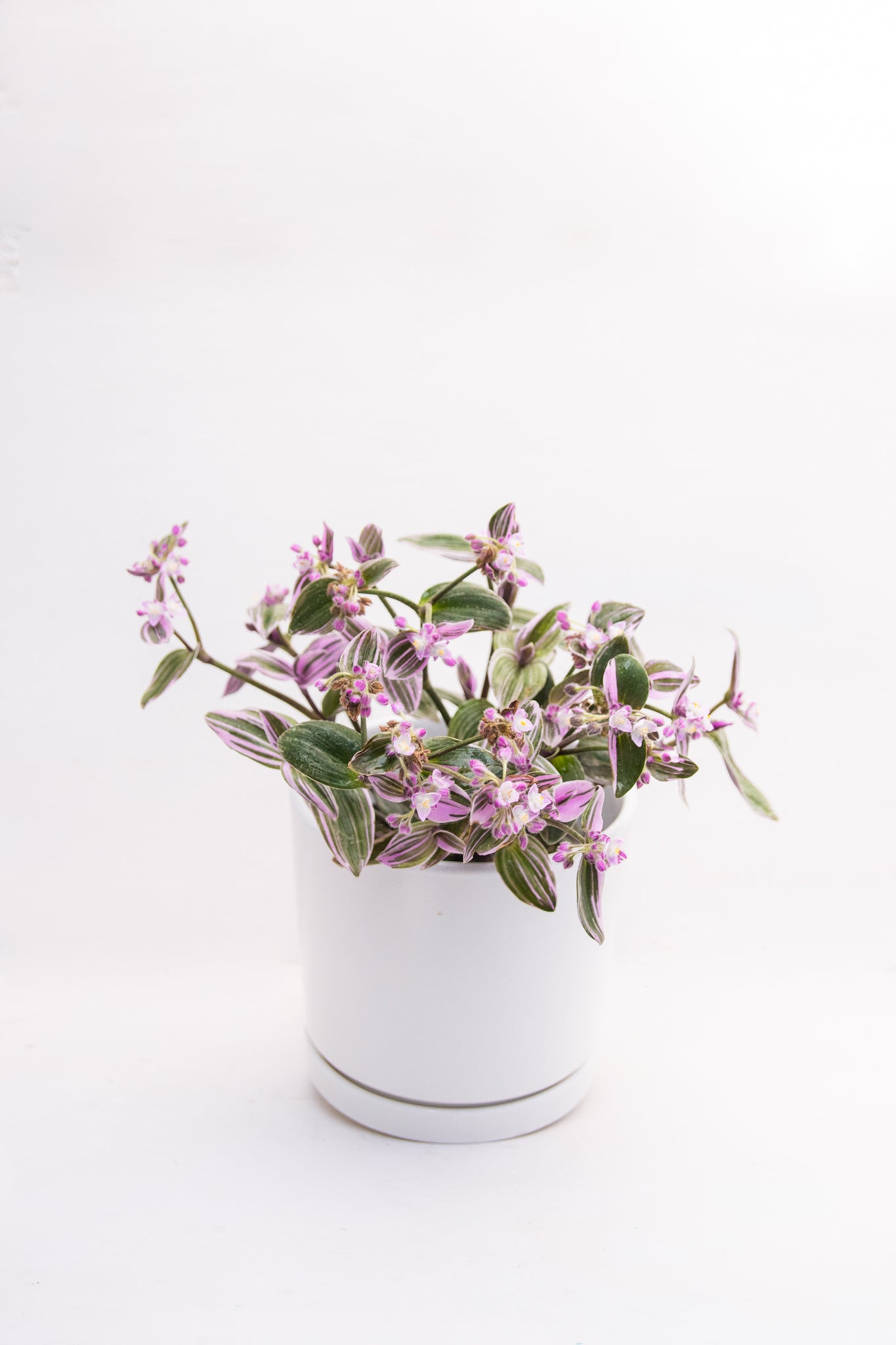 Tradescantia Pink - Kenäz