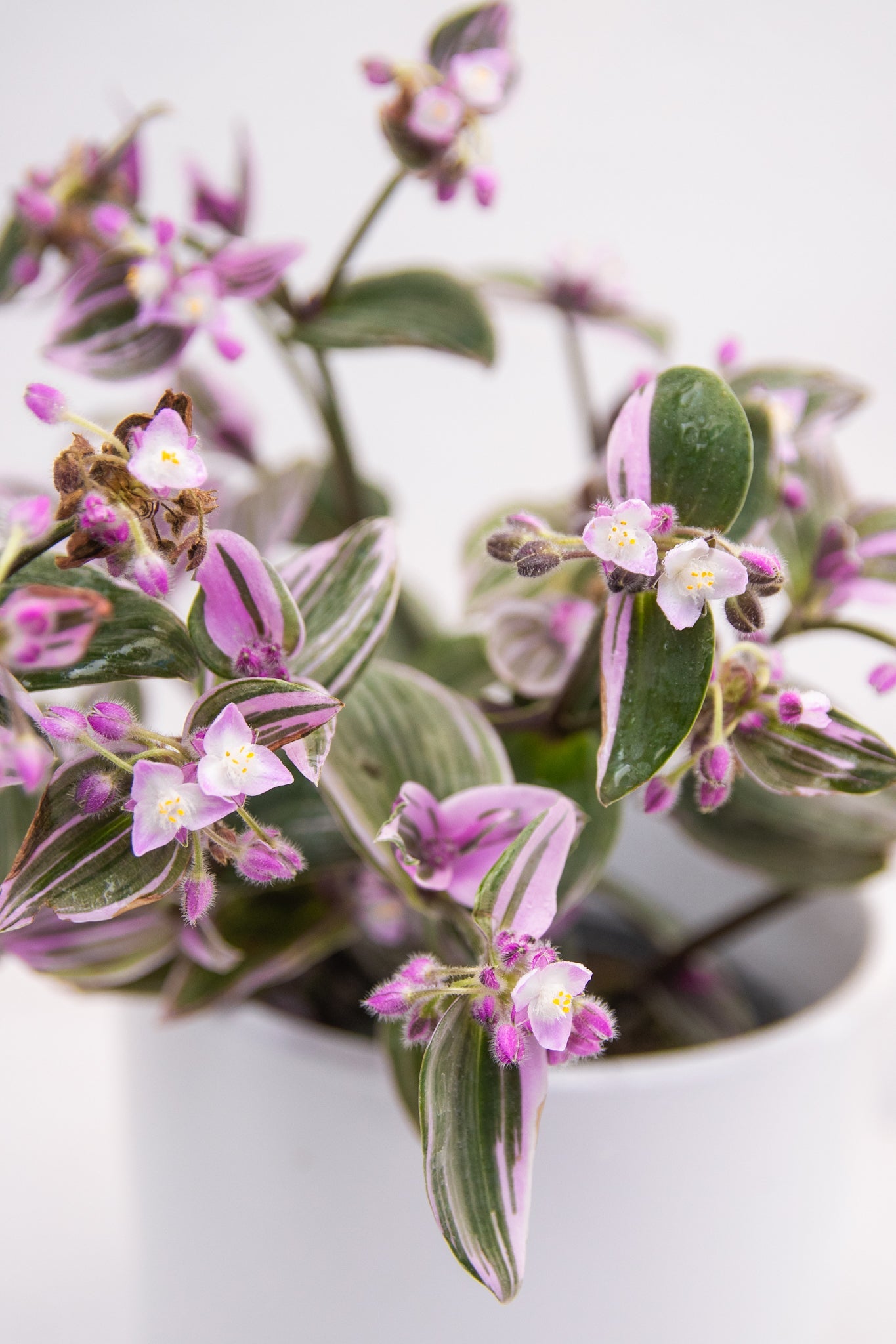 Tradescantia Pink - Kenäz