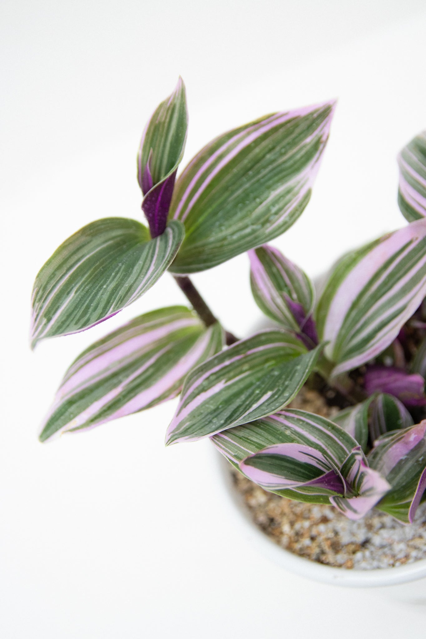 Tradescantia Pink - Kenäz