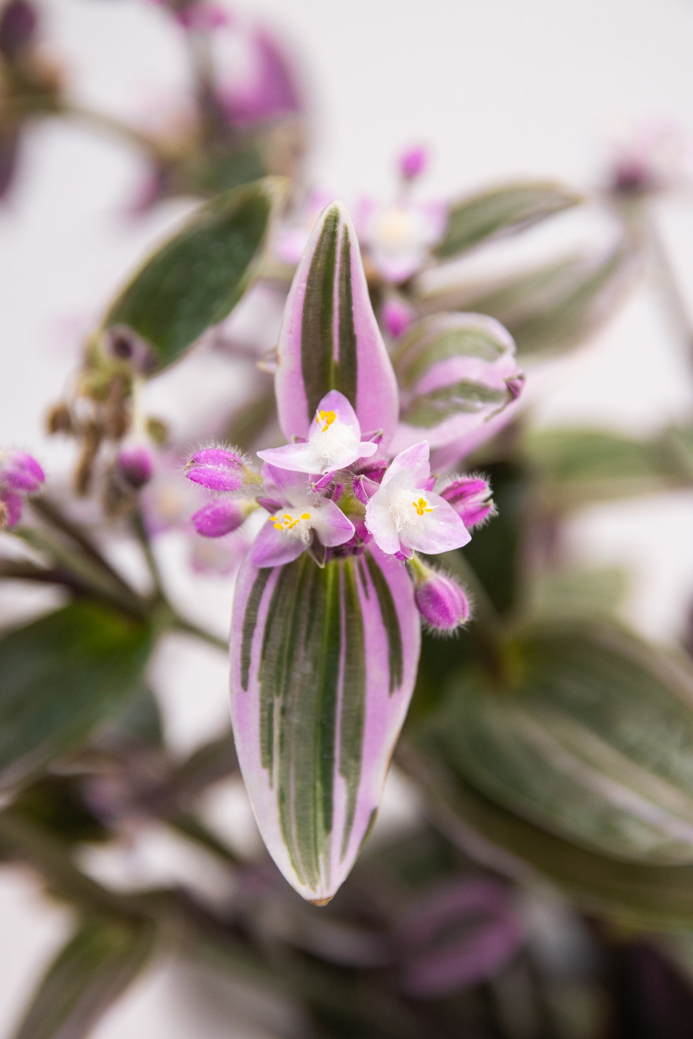 Tradescantia Pink - Kenäz